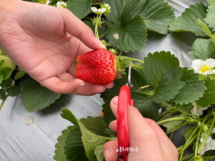 巧合草莓園超漂亮的草莓
