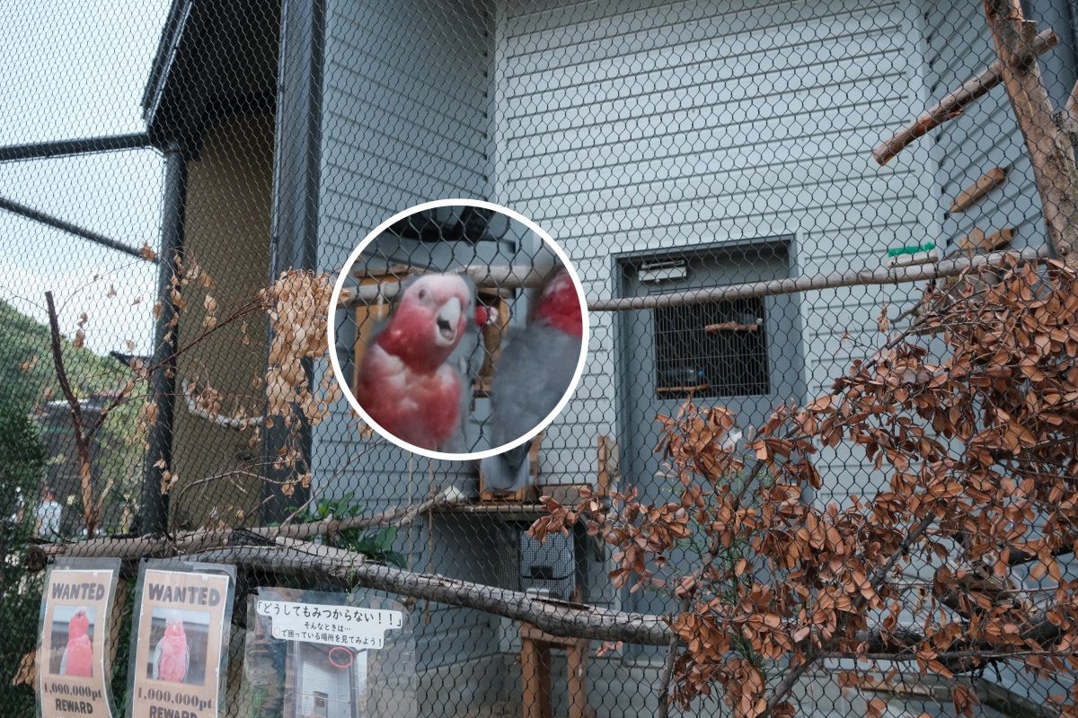 天王寺動物園|大阪親子遊推薦,不同視角看企鵝、海獅 - 第10張圖