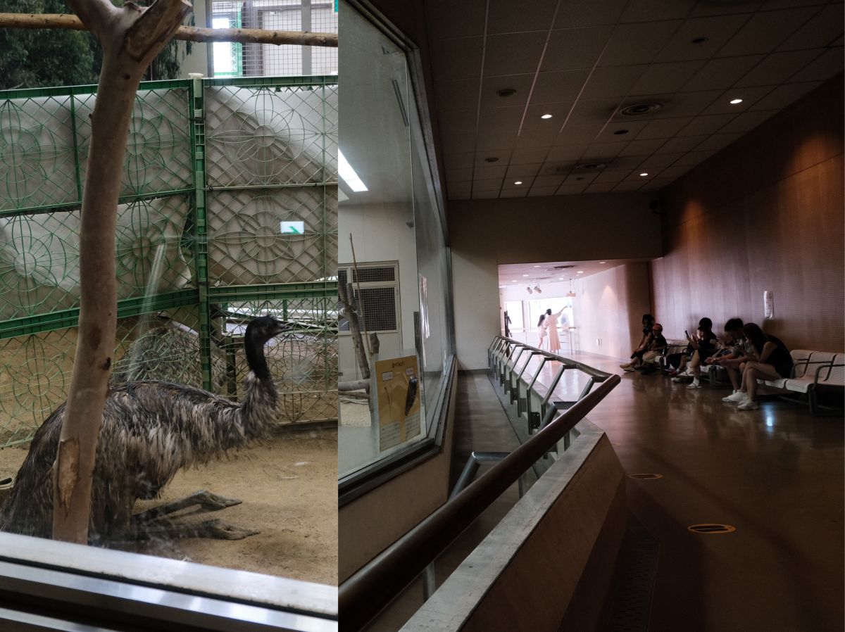 天王寺動物園|大阪親子遊推薦,不同視角看企鵝、海獅 - 第12張圖