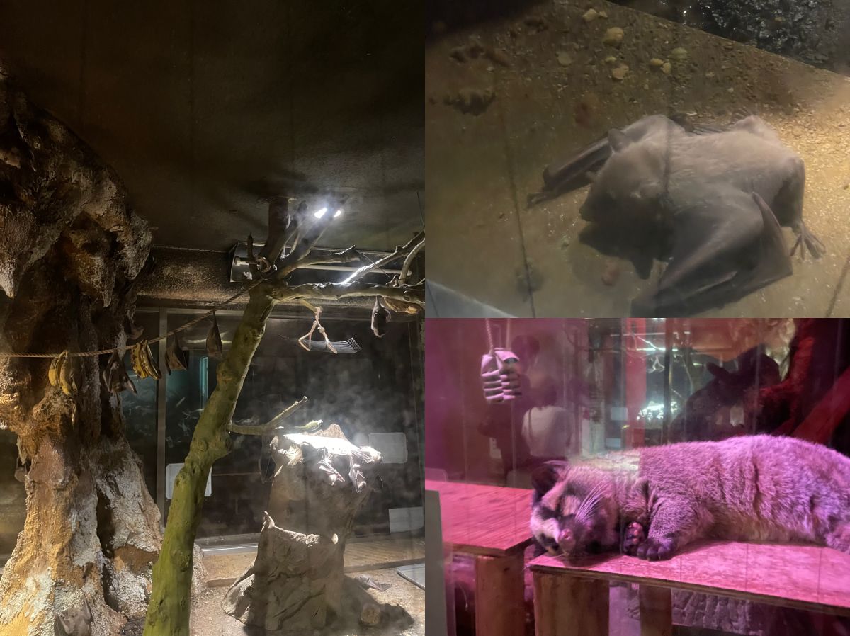 天王寺動物園|大阪親子遊推薦,不同視角看企鵝、海獅 - 第11張圖