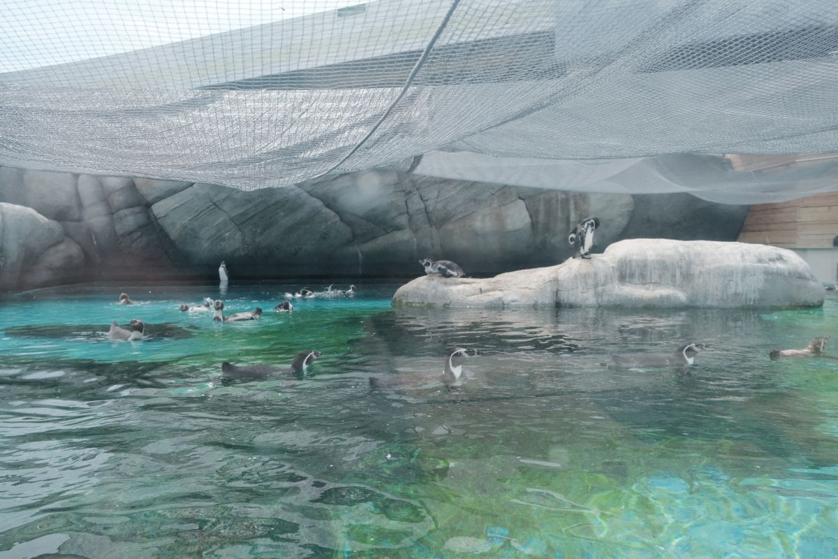 天王寺動物園|大阪親子遊推薦,不同視角看企鵝、海獅 - 第13張圖