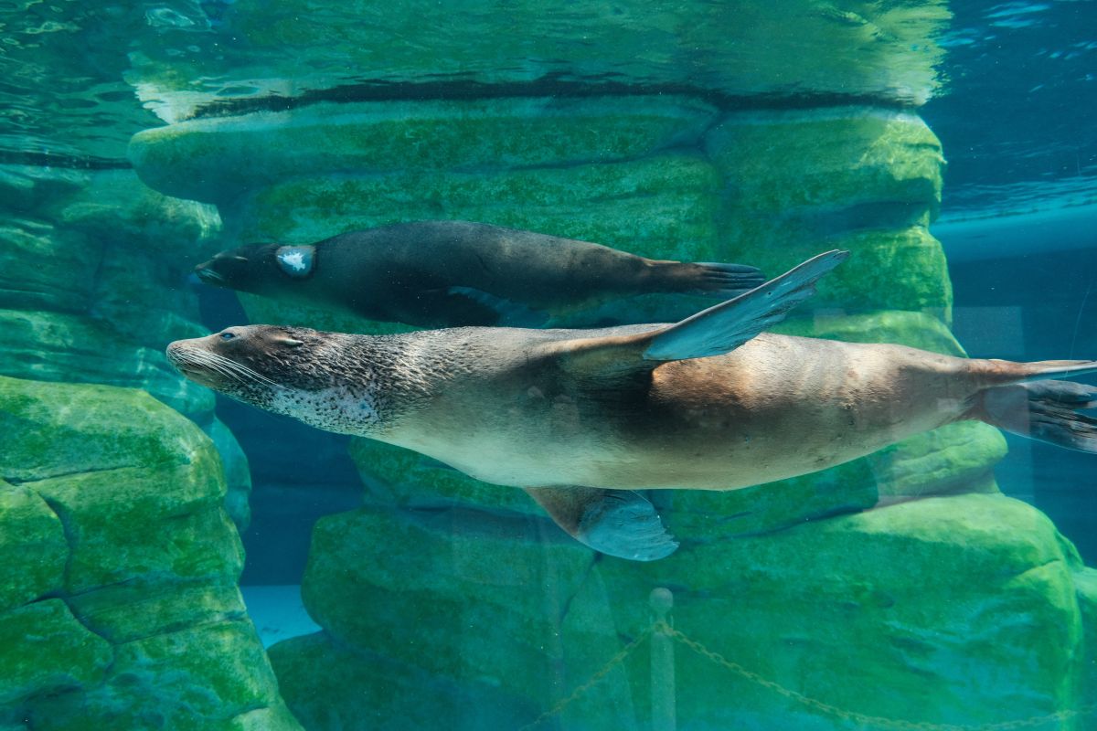 天王寺動物園|大阪親子遊推薦,不同視角看企鵝、海獅 - 第16張圖