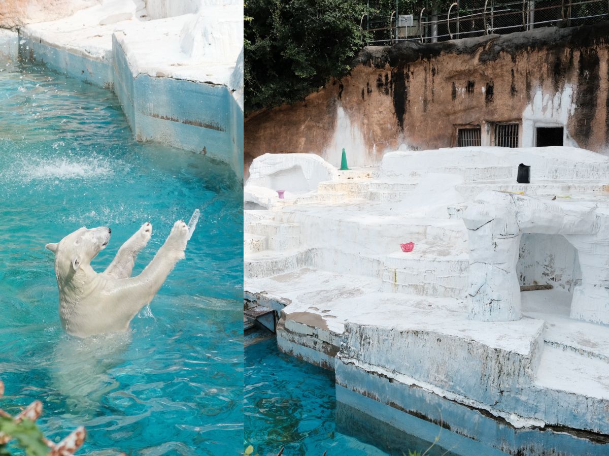 天王寺動物園|大阪親子遊推薦,不同視角看企鵝、海獅 - 第17張圖