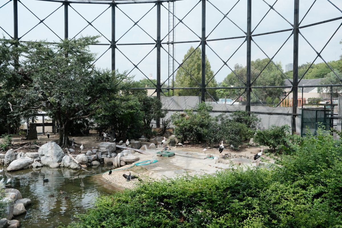 天王寺動物園|大阪親子遊推薦,不同視角看企鵝、海獅 - 第18張圖