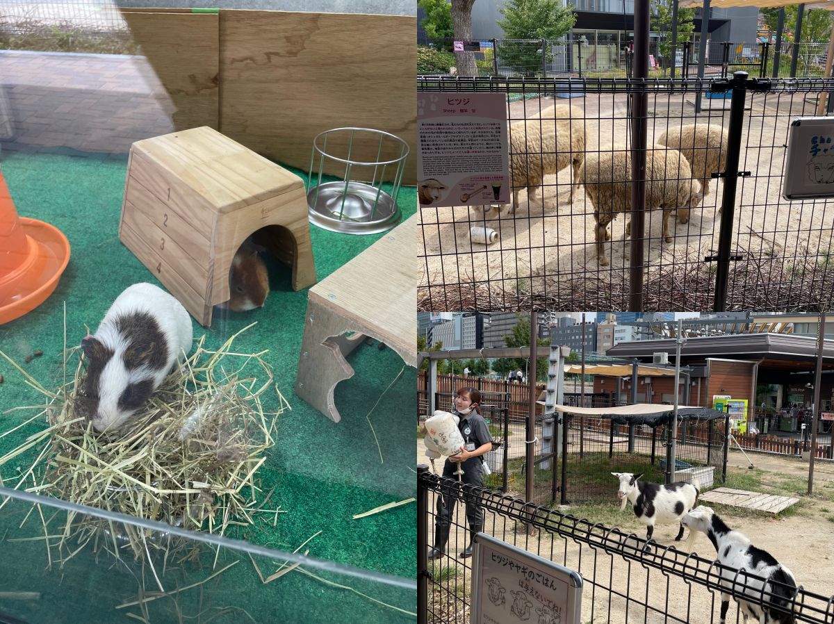 天王寺動物園|大阪親子遊推薦,不同視角看企鵝、海獅 - 第20張圖