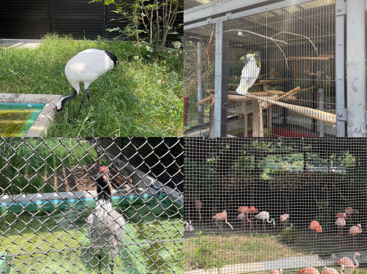 天王寺動物園|大阪親子遊推薦,不同視角看企鵝、海獅 - 第6張圖
