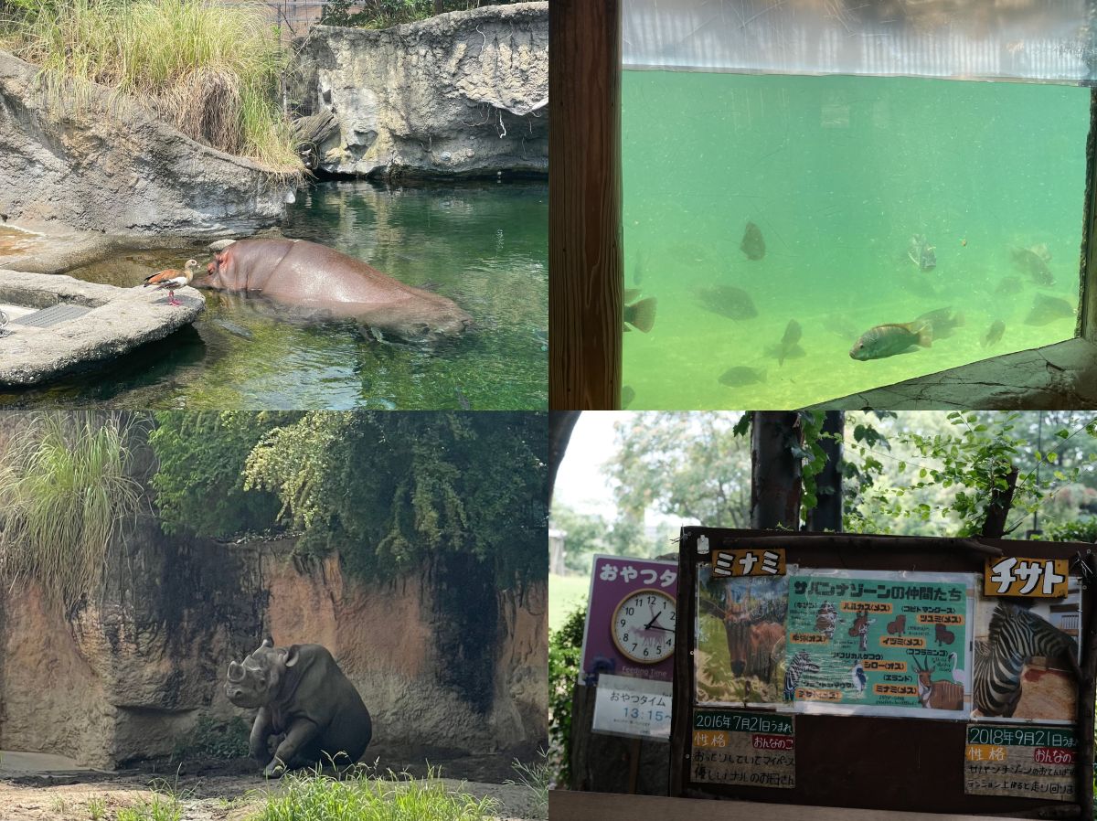 天王寺動物園|大阪親子遊推薦,不同視角看企鵝、海獅 - 第7張圖