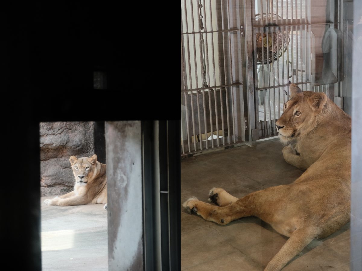 天王寺動物園|大阪親子遊推薦,不同視角看企鵝、海獅 - 第8張圖
