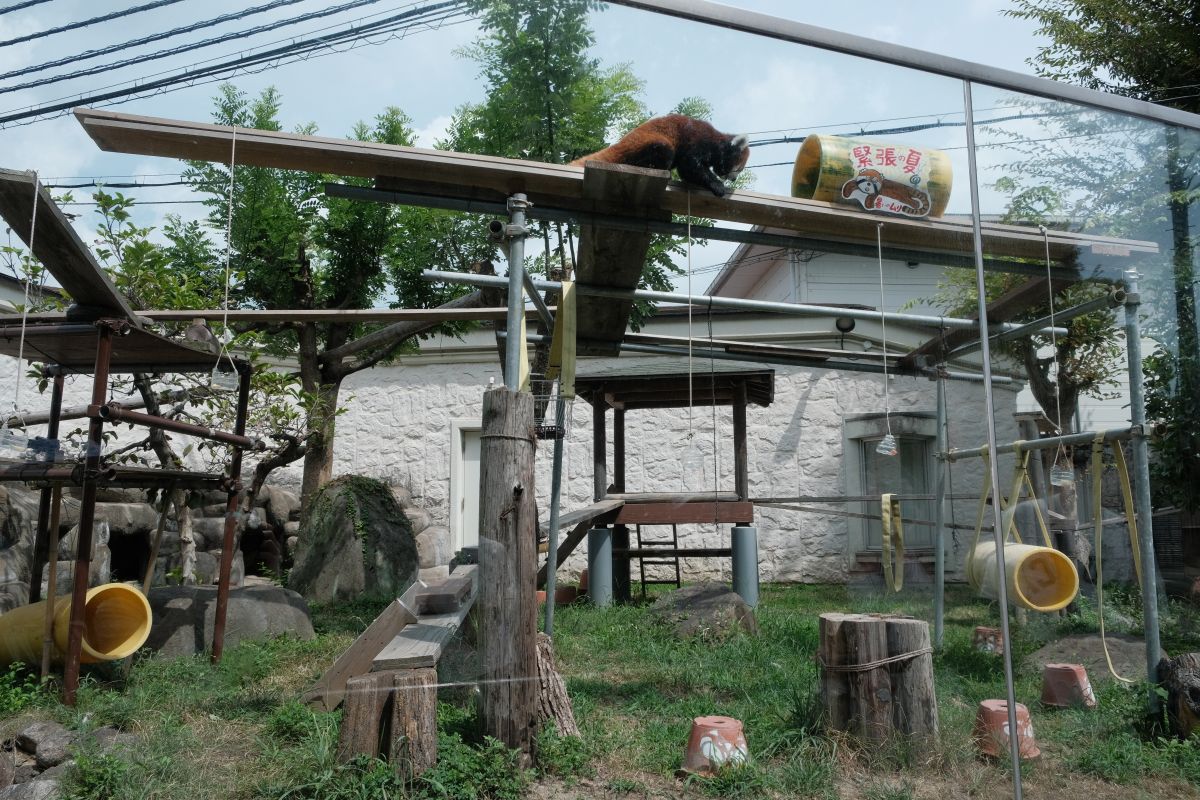 天王寺動物園|大阪親子遊推薦,不同視角看企鵝、海獅 - 第9張圖