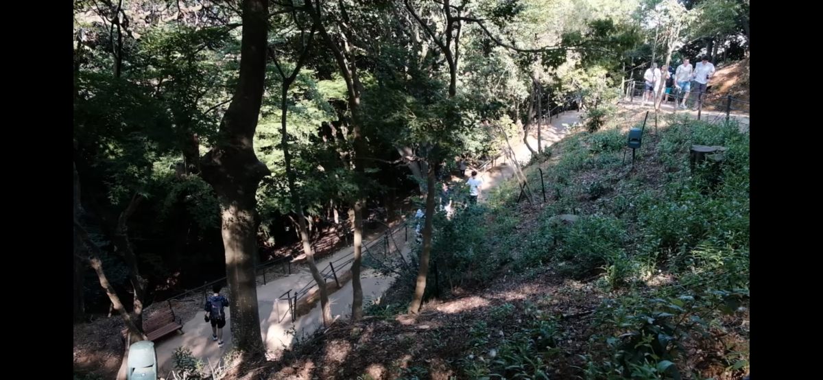 嵐山猴子公園|可以眺望京都市景山景、和放養猴子互動的景點 - 第5張圖