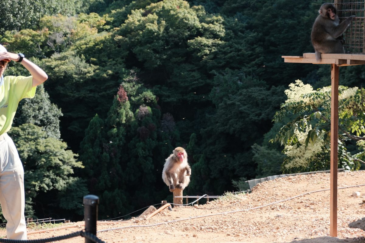 嵐山猴子公園|可以眺望京都市景山景、和放養猴子互動的景點 - 第11張圖