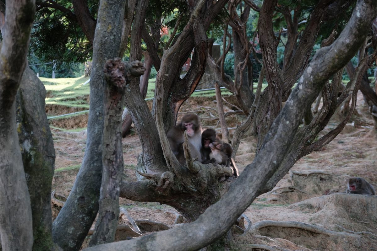嵐山猴子公園|可以眺望京都市景山景、和放養猴子互動的景點 - 第12張圖