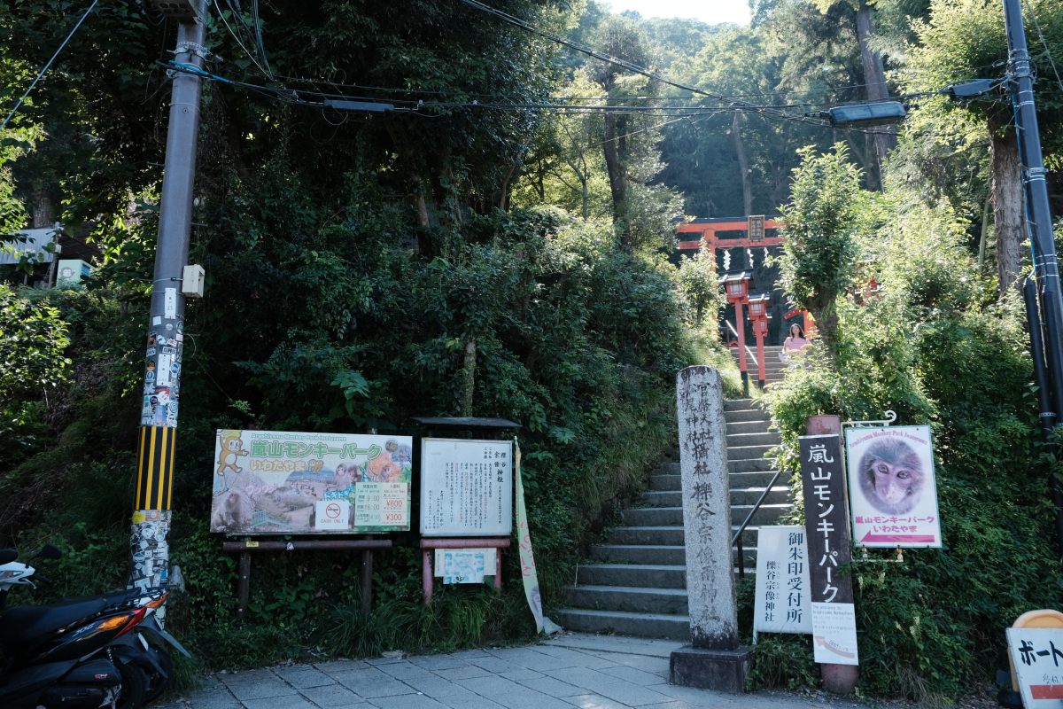 嵐山猴子公園|可以眺望京都市景山景、和放養猴子互動的景點 - 第2張圖