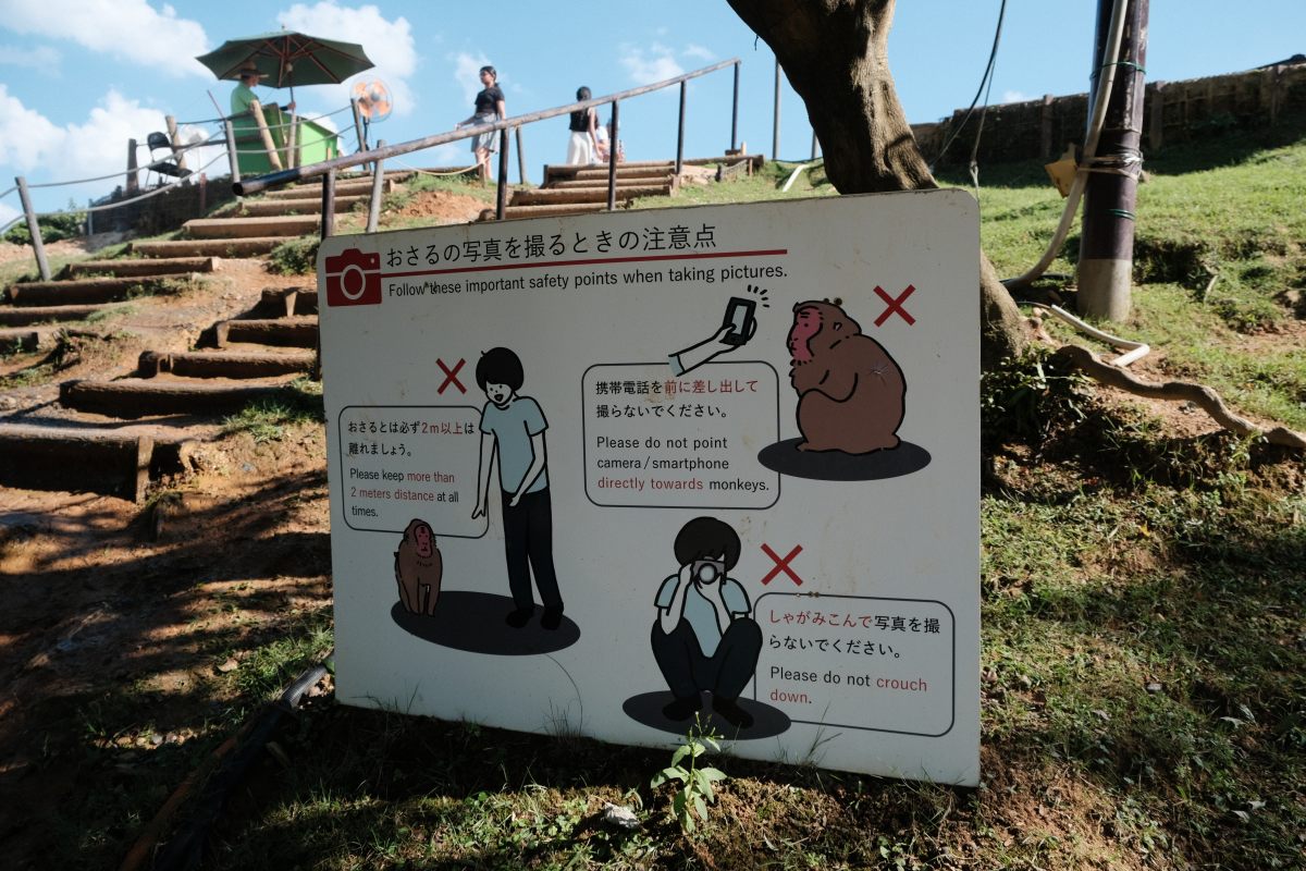 嵐山猴子公園|可以眺望京都市景山景、和放養猴子互動的景點 - 第8張圖